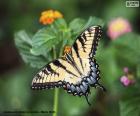 Красивая бабочка с крыльями настежь
